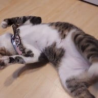 Catsanova - Adoptable Cat Cafe