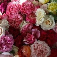 เย็นตาโฟเจ๊ใหญ่