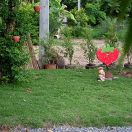 ก๋วยเตี๋ยวเนื้อเปื่อยหมูตุ๋น จ.รุ่งรวี