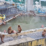 Hakodate Tropical Garden