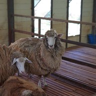 หน้าร้าน Romance Farm