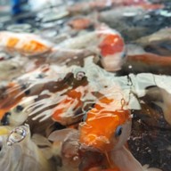 มาลัย ฟาร์ม ณ ดำเนินสะดวก