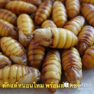 บ้านแมลงอ้อมน้อย