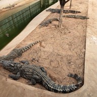 มาลัย ฟาร์ม ณ ดำเนินสะดวก