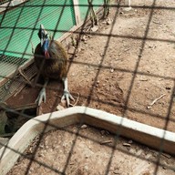 มาลัย ฟาร์ม ณ ดำเนินสะดวก