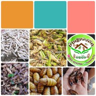 บ้านแมลงอ้อมน้อย