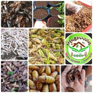 บ้านแมลงอ้อมน้อย