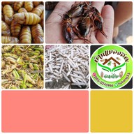 บ้านแมลงอ้อมน้อย