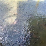 ควายคะนอง