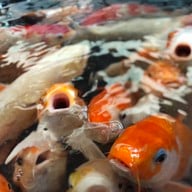 มาลัย ฟาร์ม ณ ดำเนินสะดวก