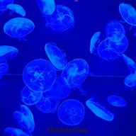 Okinawa Churaumi Aquarium