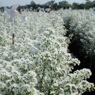 บรรยากาศ I love flower Farm