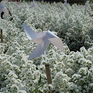 บรรยากาศ I love flower Farm