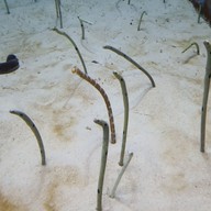 Okinawa Churaumi Aquarium