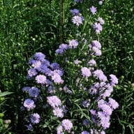 บรรยากาศ I love flower Farm