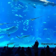 Okinawa Churaumi Aquarium