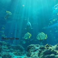 Okinawa Churaumi Aquarium