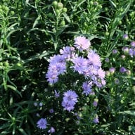 บรรยากาศ I love flower Farm