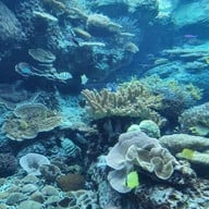 Okinawa Churaumi Aquarium