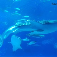 Okinawa Churaumi Aquarium