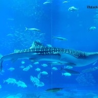 Okinawa Churaumi Aquarium