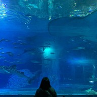 Okinawa Churaumi Aquarium