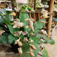 โกดำขนมจีน บ้านในสวน