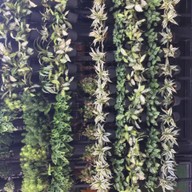 ชาบู ได้กัญ อุดรธานี