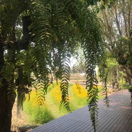 TungNa Coffee ChiangMai ทุ่งนากาแฟ เชียงใหม่