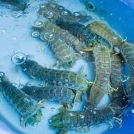 ชายเลซีฟู้ด