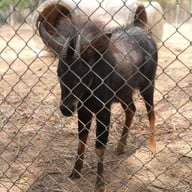 สวนสัตว์เปิดเขาค้อ