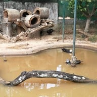 สวนสัตว์เปิดเขาค้อ