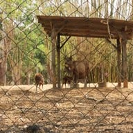 สวนสัตว์เปิดเขาค้อ