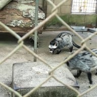 สวนสัตว์เปิดเขาค้อ