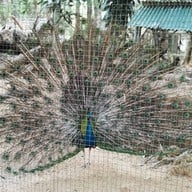 สวนสัตว์เปิดเขาค้อ