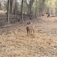 สวนสัตว์เปิดเขาค้อ