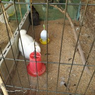 แกะดำฉำฉา