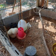 แกะดำฉำฉา