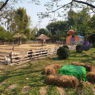 แกะดำฉำฉา