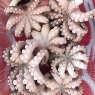 เมนูของร้าน ส้มตำ ยำเบรคแตก , แซลมอนซาซิมิ By. เมย์เม่ สาขา1