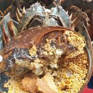 ยำป็อกๆหน้าห้างพันธุ์ทิพย์