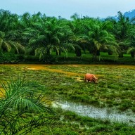 บรรยากาศ ครัวบ้านไร่ จิบกาแฟ แลควาย