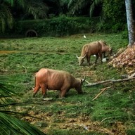 ครัวบ้านไร่ จิบกาแฟ แลควาย