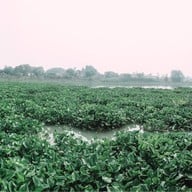 แพอาหารรุ่ง ชัยนาท