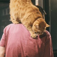 lndicat Cafe & Cat Hotel