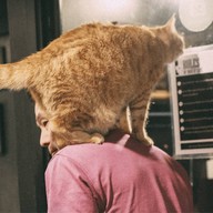 lndicat Cafe & Cat Hotel