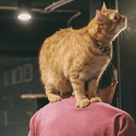 lndicat Cafe & Cat Hotel