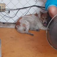 ผัดไทยหลังศาลากลาง