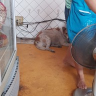 ผัดไทยหลังศาลากลาง