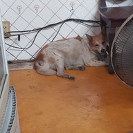 ผัดไทยหลังศาลากลาง